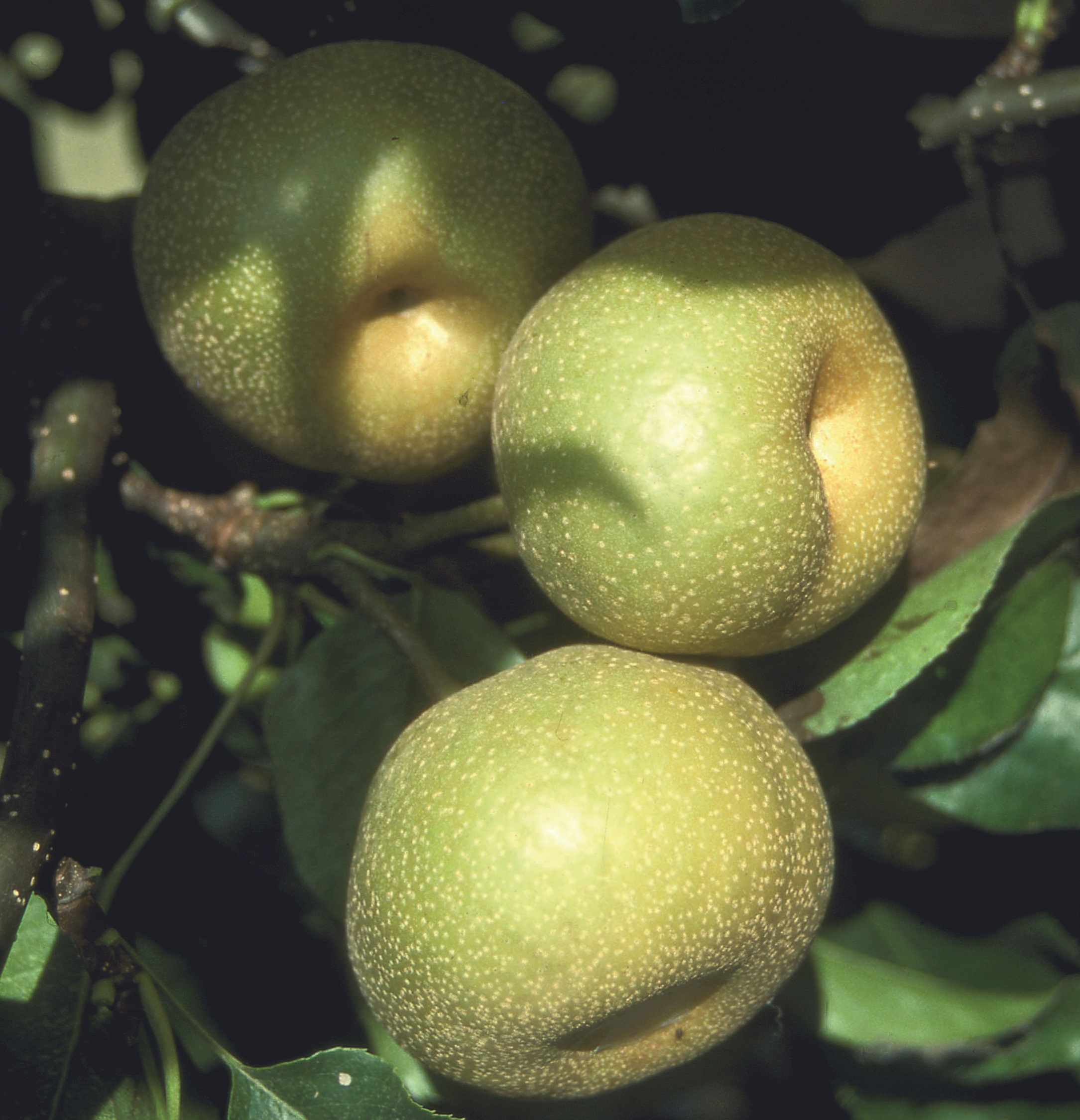 Asian Pear Trees